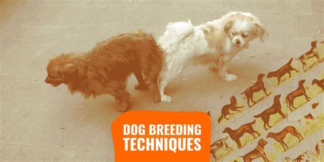 Dog Breeding Techniques List Definitions Use Cases Pros And Cons