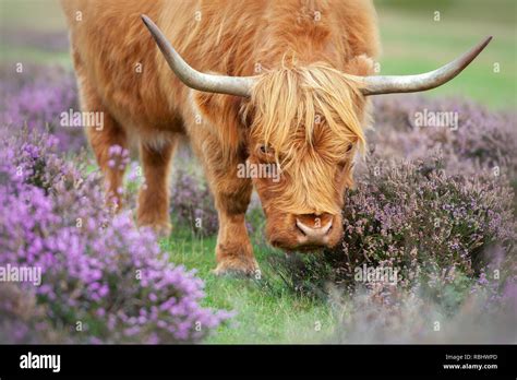 Close Up Image Of A Highland Cow Amongst The Summer Purple Heather In