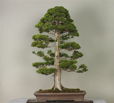 Maybe you would like to learn more about one of these? How to thicken a Bonsai Trunk - Native Sant