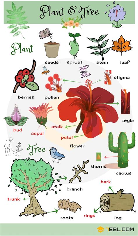 Plants And Trees Vocabulary Plant Names In English 7 E S L