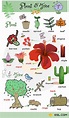 List of Plant and Flower Names in English with Pictures • 7ESL