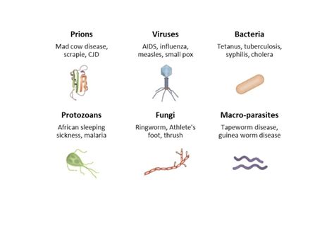 Module 7 Infectious Disease Beginners Guide To Year 12 Biology