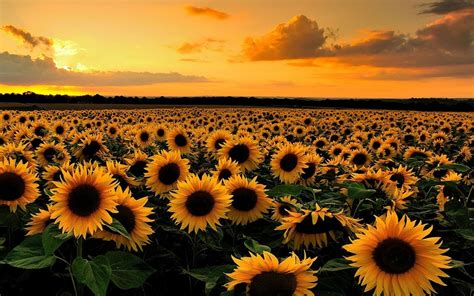 Download Sunset Field Nature Sunflower Hd Wallpaper