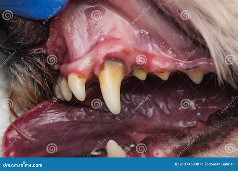 Close Up Photo Of A Dog Teeth With Tartar Stock Photo Image Of Stinky