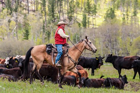 Experience An Authentic Working Ranch Week In America Equus Journeys
