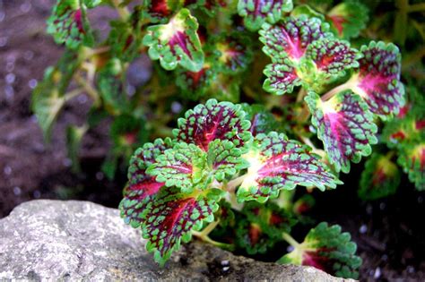 For the best results, take cuttings from your coleus plant while it is still growing vigorously in late summer or early fall. Coleus Plant: Plant Care & Growing Guide