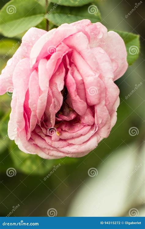 Flor Cor De Rosa Erótica Foto De Stock Imagem De Floral 94315272