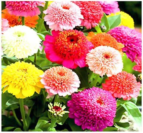 Scabiosa Zinnia Flowered Mix Zinnia Flower Seeds Cultivated In Southern