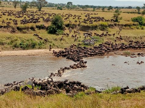 Witnessing The Great Migration In Tanzania Mrcsl