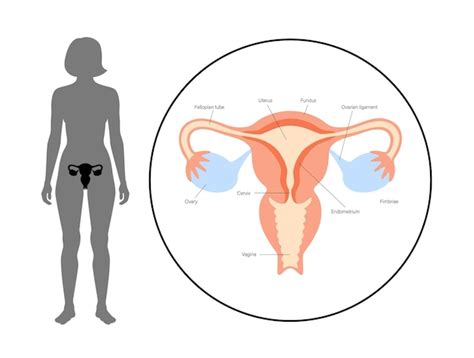 Sistema Reproductivo Femenino Vector Premium