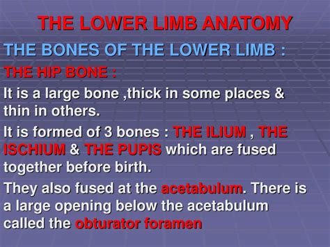 Ppt The Anatomy Of The Lower Limb Powerpoint Presentation Free