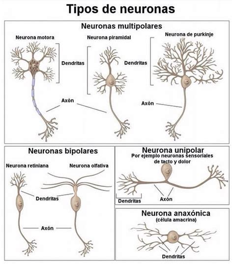 Componentes De Una Neurona Y Sus Clasificaciones Image Neurona Gambaran
