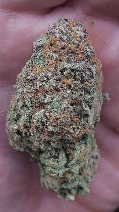 Ayahuasca purple from barney's farm is a pure indica cannabis strain with vibrant colors and excellent qualities. Ayahuasca purple $200/oz Atlantic green rush Nov 2017 : MOMpics