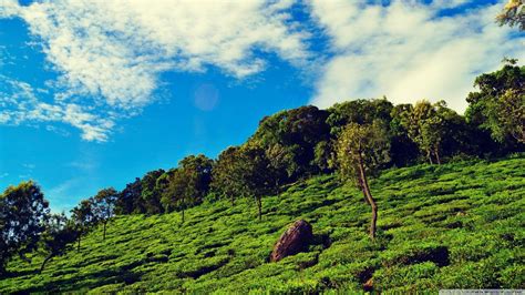 Tea Garden Wallpapers Wallpaper Cave