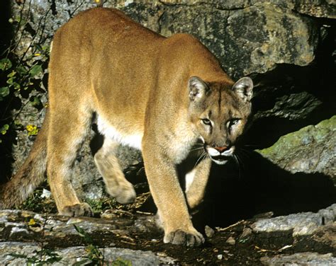 Canadian Cougar Photograph By Larry Allan Fine Art America