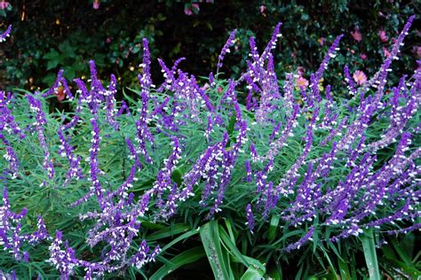 Mexican Bush Sage Provides Bright Purple Flowers In Fall When Little
