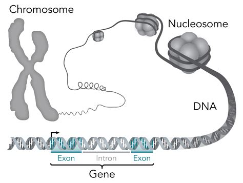 File Chromosome Dna Gene Png Wikimedia Commons