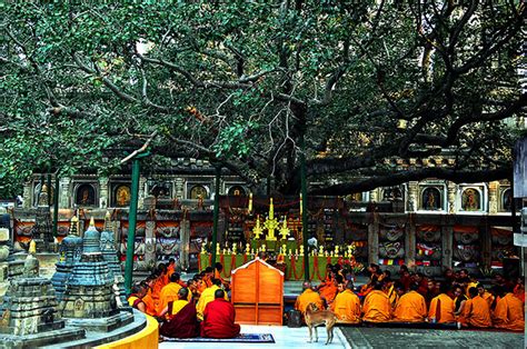 The Bodhi Tree Bodh Gaya Buddha Gaya Tree