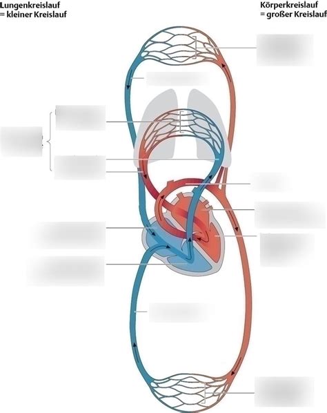 Schaubild „das Herz Kreislauf System Quizlet