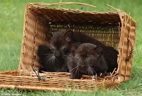 Twin Panther Cubs Are Instant Hit With The Public At Their