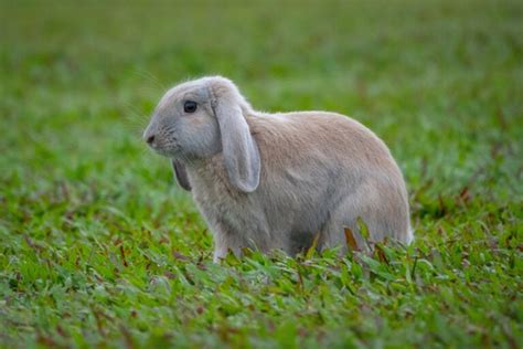 Types Of Lop Rabbits With Pictures Hepper