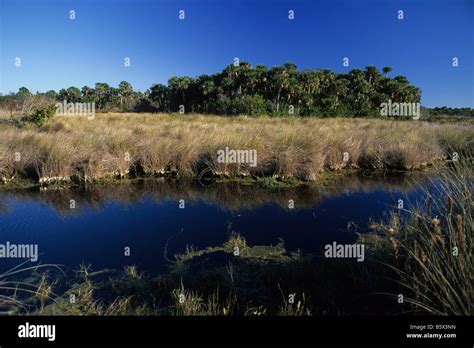 Wetland And Marsh Hammock Stock Photo Alamy