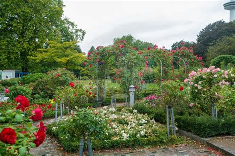 Beautiful Circular Garden With An Abundance Of Roses And Asters With