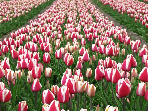 Free Dutch Tulip Season Stock Photo