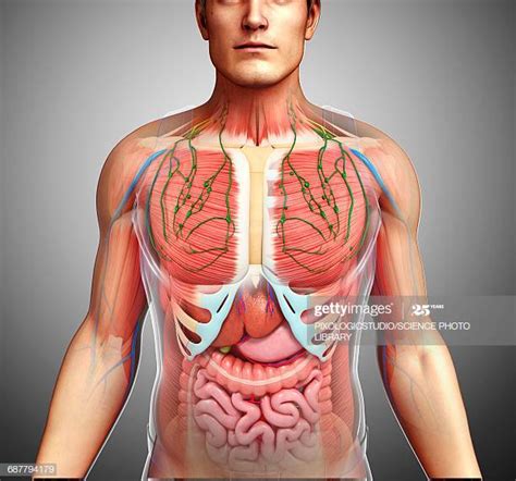 A regional study of human structure. Human Internal Organ Stock Illustrations - Getty Images