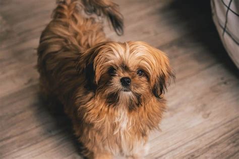 Shih Tzu Dog Breed Characteristics Care And Pictures