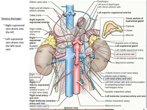 Ppt Anatomy Of Suprarenal Glands Powerpoint Presentation Free