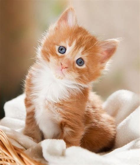 Extremely Cute Kitten