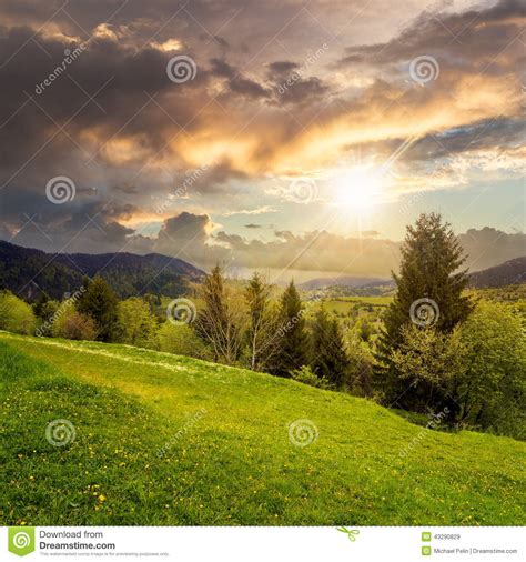 Pine Trees Near Valley In Mountains On Hillside At Sunset Stock Image