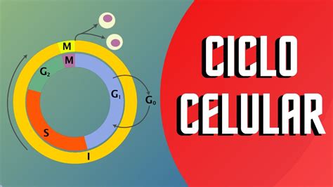 Ciclo Celular Y Sus Fases Interfase Y Mitosis Youtube