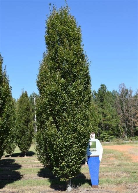 Cbf Carpinus Betulus Fastigiata Pyramidal European Hornbeam