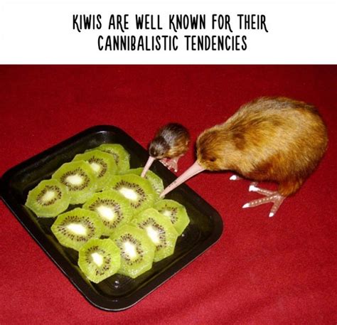 24 Hilarious Animal Facts You Certainly Didnt Know