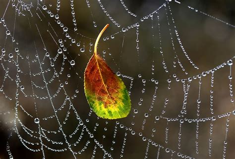 Spider Web Drops Dew Morning Autumn Water Wet Drop Close Up