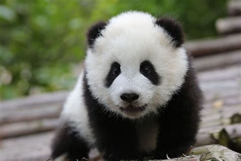Baby Panda New Born Baby Pandas Newborn Pandas Growing