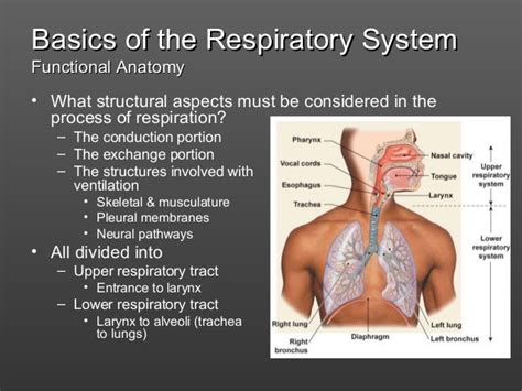 Define The Respiratory System