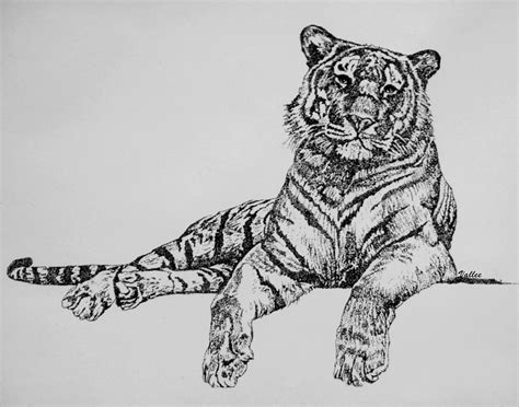 Bengal Tiger Drawing By Vallee Johnson Fine Art America