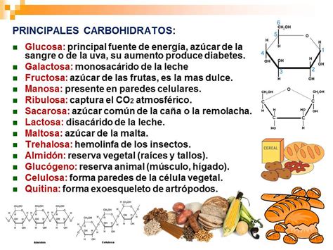 Biología didáctica NSC Principales Carbohidratos