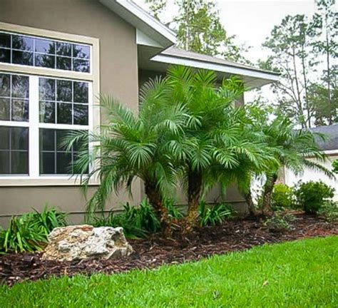 Pygmy Date Palm Small Front Yard Landscaping Backyard Landscaping