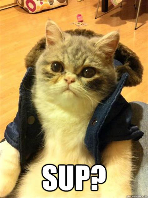 Sup Bro Cat Quickmeme