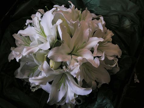 This bulk pack includes 40 stems of oriental lilies, perfect for businesses, restaurants, hotels, banquet halls, reception areas, doctor's offices, event planners, decorators, caterers and fundraising. Pin on Biltmore Forest Country Club, Asheville, NC Wedding ...