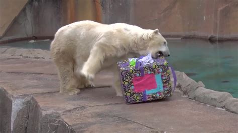 Mke Zoo Celebrates Polar Bears Birthday Video