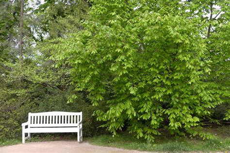 American Beech Plant Care And Growing Guide