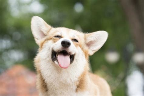 10 Señales De Que Tu Perro Es Feliz ¡descúbrelos