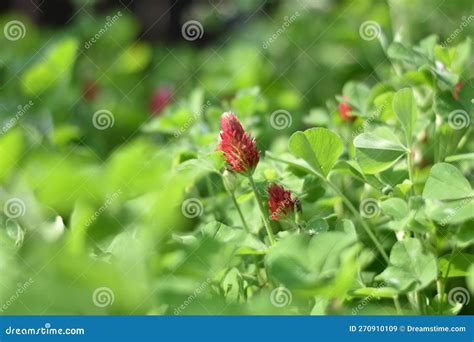 Crimson Clover Trifolium Incarnatum Stock Image Image Of Wildflower Summer 270910109