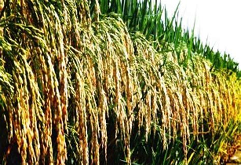 Chinas Hybrid Rice To Create World Record In 2014