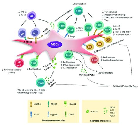 Immunoregulatory Mechanisms Mediated By Cell Cell Contact The Main